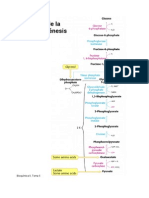 Gluconeogenesis