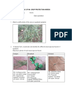 CROP PROTECTION WEEDS IDENTIFIED