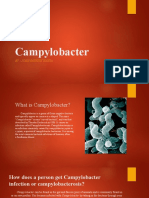 Campylobacter - Report by JP
