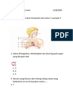 Sistem Pernapasan Manusia