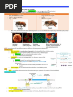 BIOCORE 1 Midterm 2 Study Guide