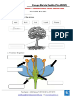 Activity 2 - Parts of a Plant (1)