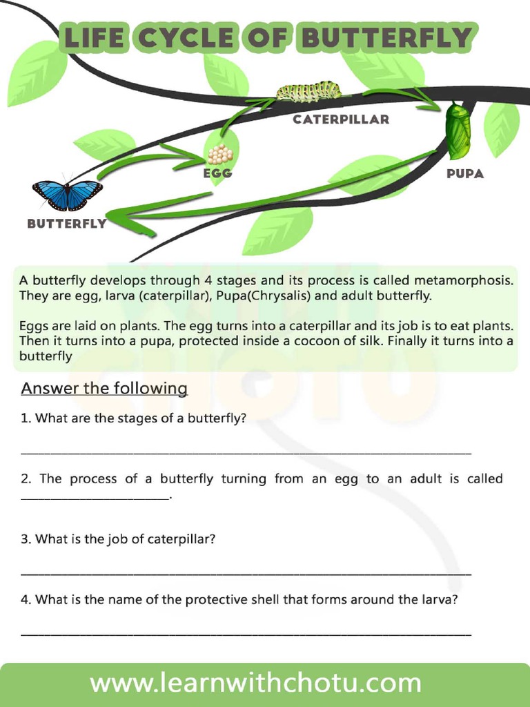 Life Cycle of Butterfly Free Printable Worksheet | PDF