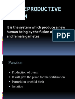 The Female Reproductive System: Understanding the Uterus and Fallopian Tubes