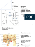 Sistema Endócrino: Principais Glândulas e Funções