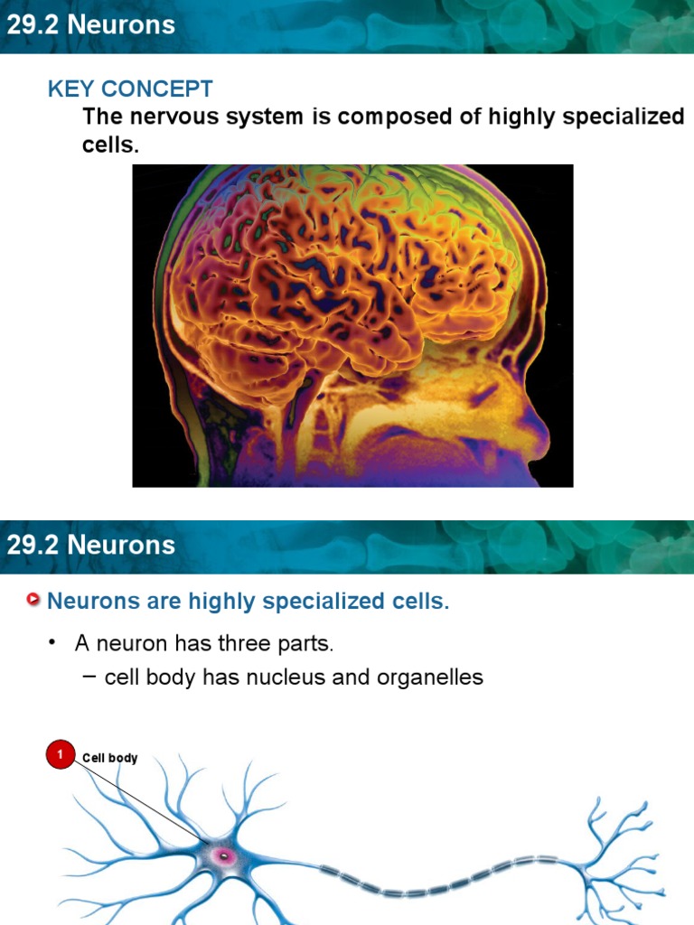 Functions and Structure of Neurons | PDF | Neuron | Synapse