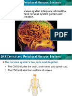 The Central Nervous System Interprets Information, and The Peripheral Nervous System Gathers and Transmits Information