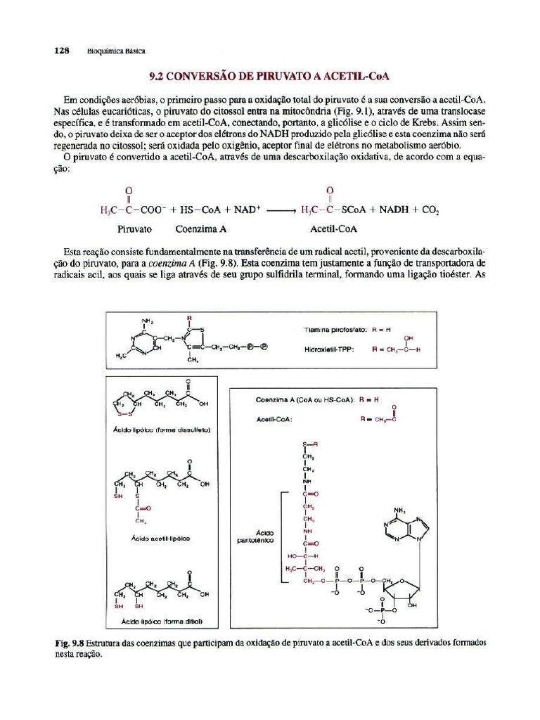 Conversão de Piruvato À Acetil-CoA, Livro Bioquímica Básica (MARZZOCO E ...