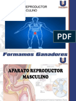 Fisiologia Aparato Reproductor Masculino 2021