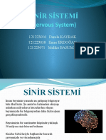 Sinir Sistemi1