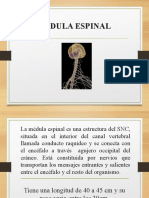 Medula Espinal Diapositivas.