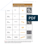 Microbiology Cell Shapes