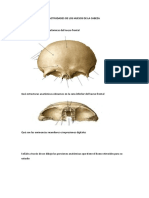 Huesos Del Craneo