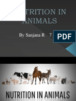 Nutrition in Animals: by Sanjana R 7 B