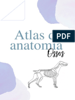 1 - Atlas de Anatomia - Ossos @vetnursecomamor (2305843009214767747)