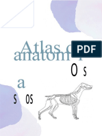 1 - Atlas de Anatomia - Ossos Vetnursecomamor (2305843009214767747)