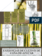 Partes y Exigencias de Cultivo de La Caña de Azucar