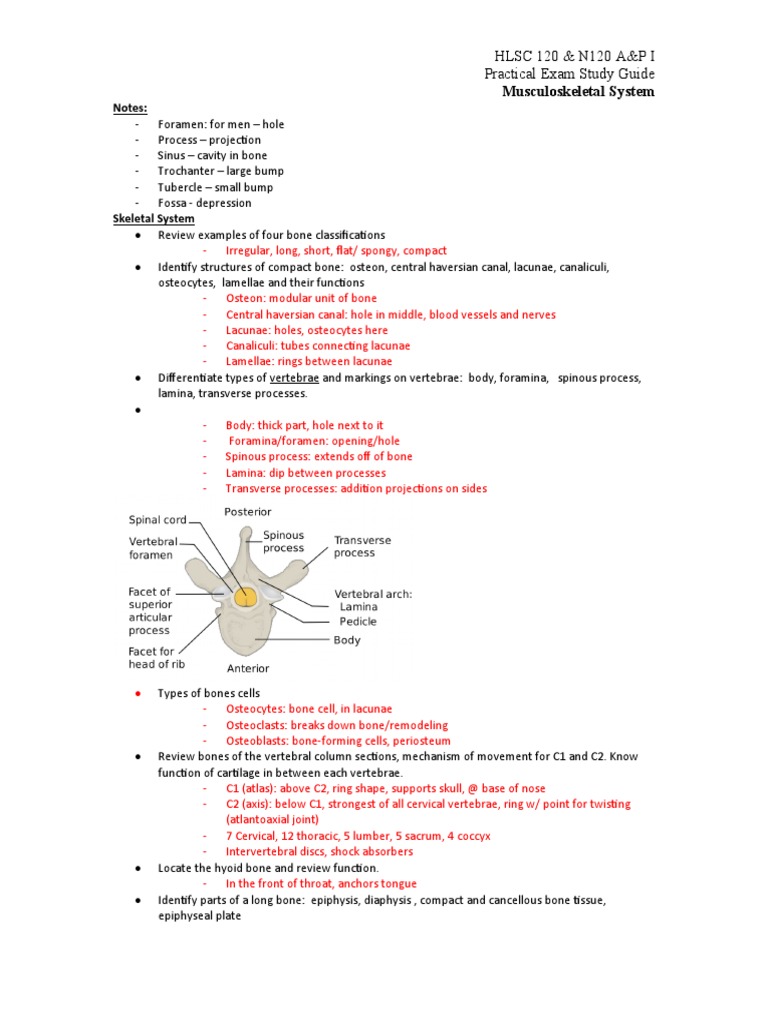 A&P I Bone Practical Exam Guide | PDF | Vertebra | Bone