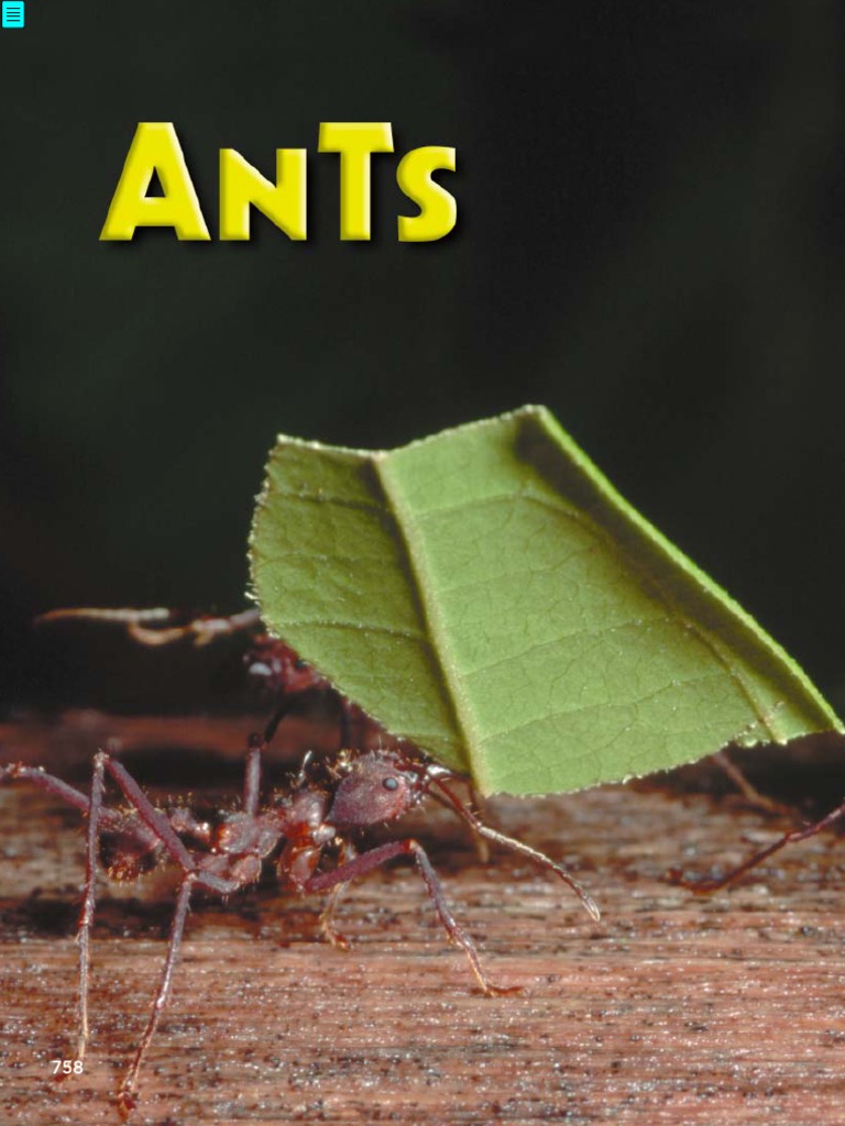 The Life and Times of Ants | PDF | Ant | Nest