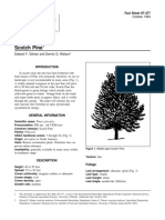 Pinus Sylvestris Scotch Pine: Fact Sheet ST-477