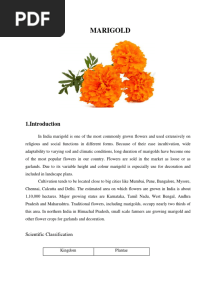 Marigold PDF