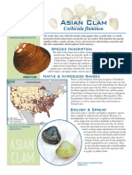 AsianClam2013 Reduced