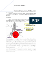 Echografia Articulatiei Coxo