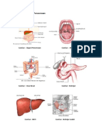 Gambar Organ Pencernaan