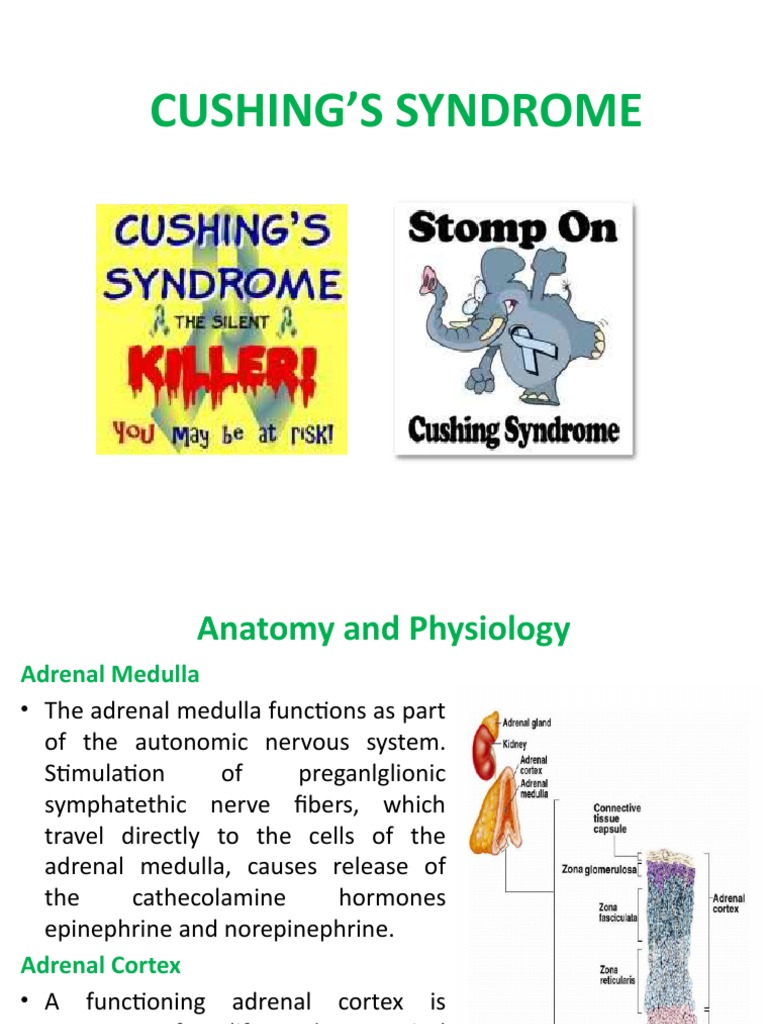 Cushing's Syndrome | PDF | Adrenal Gland | Adrenocorticotropic Hormone