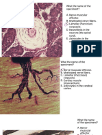 What The Name of The Speciment? Nerve-Muscular Effector. Myelinated Nerve Fibers. Lamellar (Paccinian) Corpuscle. Neurofibrils in The Neurons (The Spinal Cord) - Astrocytes in The Cerebral Cortex