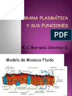 La Membrana Plasmática y Sus Funciones