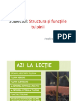 Structura Și Funcțiile Tulpinii