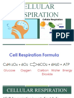 Cellular Respiration