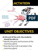 Lactation Is The Production of Milk by The Mammary Gland or Udder