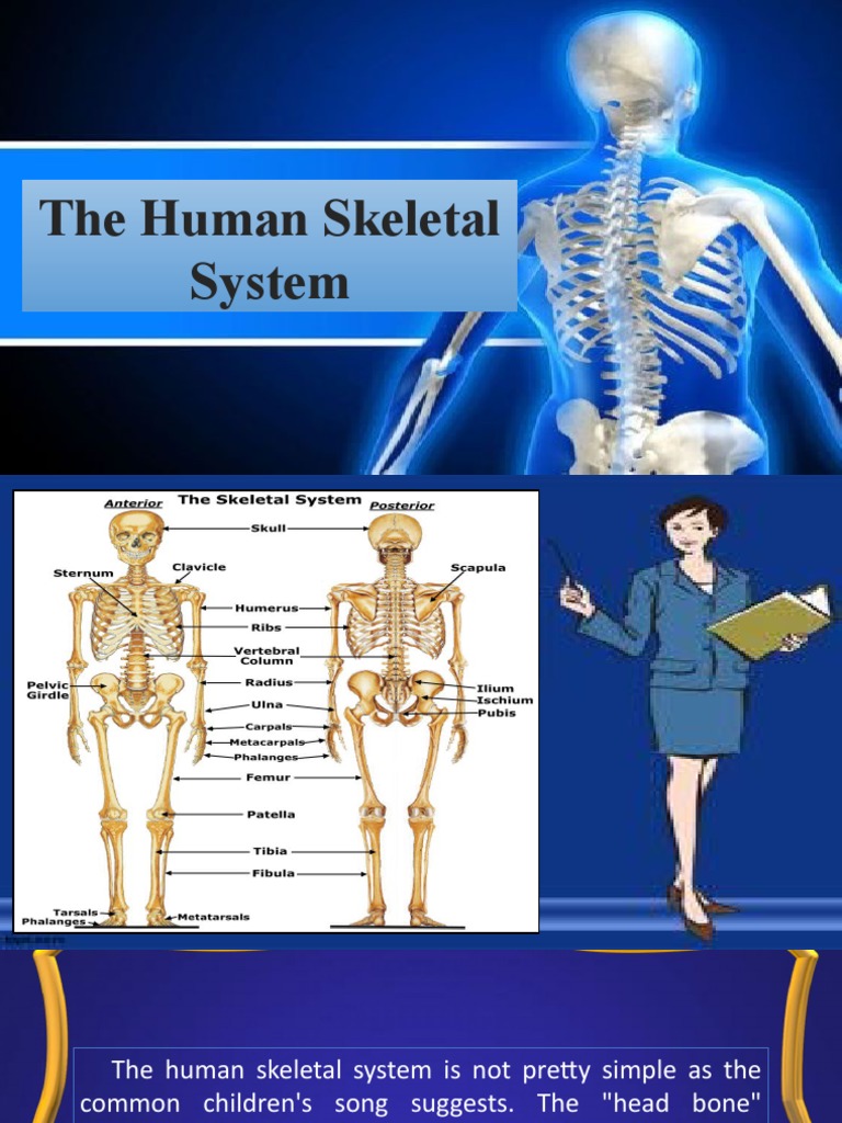 Human Skeletal | PDF | Skeleton | Muscle