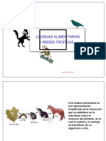 Diapositivas Cadena Alimeenticia y Redes Tróficas