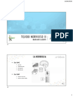 Tejido Nervioso - La Neuroglia