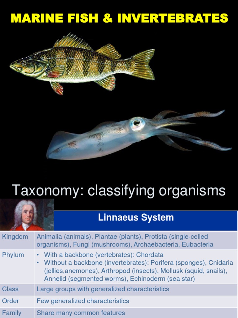 Marine Fish &amp; Invertebrates | PDF | Invertebrate | Zoology