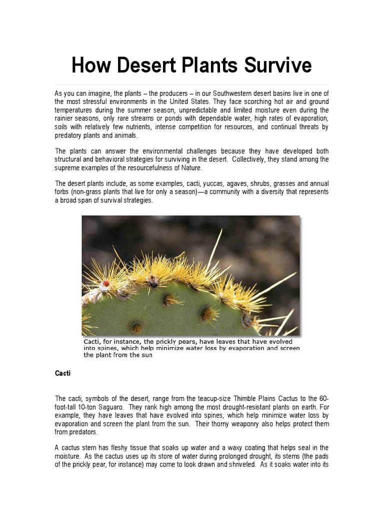 How Desert Plants Survive PDF Desert Leaf