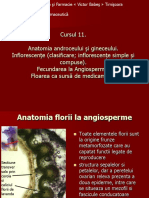 Curs 11 Anatomia Florii