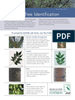 Ash Tree Identification: To Properly Identify Ash Trees, Use The Following Criteria