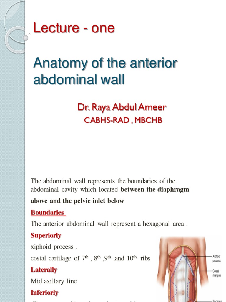 Lecture - One: Anatomy of The Anterior Abdominal Wall | PDF | Abdomen ...