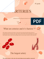 Arteries: What They Are and Their Functions