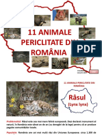 11-animale-periclitate