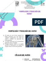 Anatomía y Fisiología de Hueso