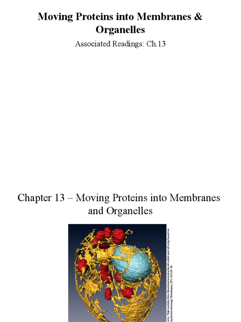 Protein Targeting in Eukaryotic Cells | PDF | Protein Targeting ...