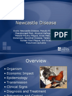 NewcastleDisease