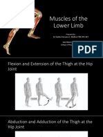 Muscles of The Lower Limb