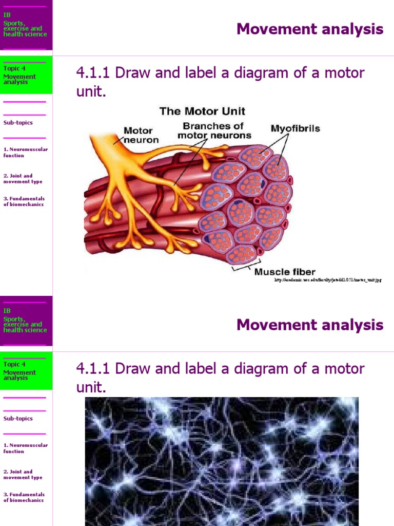 4.1.1 Draw and Label A Diagram of A Motor Unit.: Movement Analysis ...