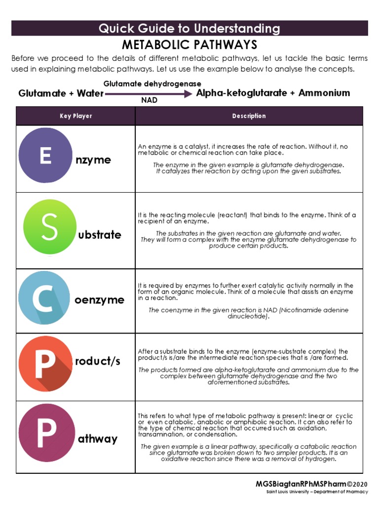 Quick Guide To Understanding Metabolic Pathways PDF Enzyme